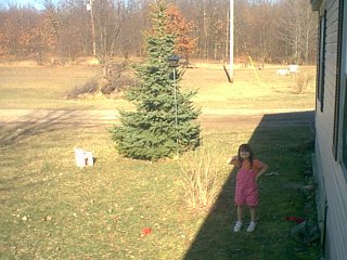 Caitlyn & MY blue spruce!