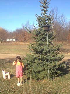 Caitlyn & MY blue spruce, my spruce was planted there in '97, it was 3 feet tall at that time. It is well over 6 feet now!