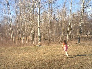 The 'little woods' near the road.