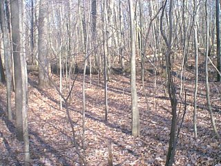 A lot of downed trees from past storms!