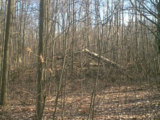 More twisted, downed trees!
