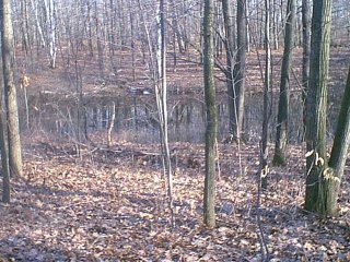 Our froggies home! The swamp out back...!