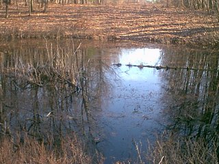 ...Caitlyn believes we have 'Michigan' alligators in there!