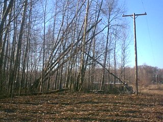 These are the culprits of our last power outage, those trees have been leaning towards the power lines for 4 years!