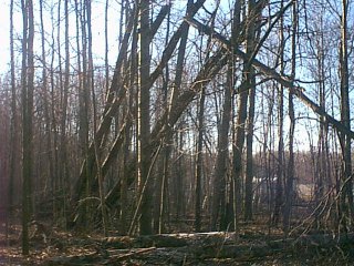 Some of the top branches finally snapped during our ice storm this winter...!