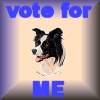 Home of Axernamoon Border Collies